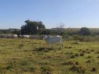 Fazenda espetacular com 1.500 ha