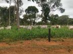 Dupla aptidão - 441 hectares - pecuária