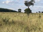 Fazenda com 667 ha