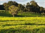 Fazenda boa - 100 hectares formados