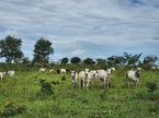 Fazenda em Poxoréu-MT - Paraíso do Leste