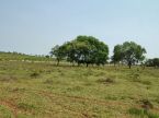 Fazenda 428 hectares - R$ 25 mil por hectare - Rio Verde MS