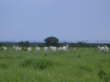 Fazenda de pecuária em Mato Grosso - 78.516 ha
