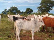 Fazenda na região de Camapuã com 400 hectares - Mosca Branca
