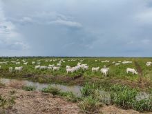 Fazenda de Pecuária em Miranda-MS - 5.245,80 hectares