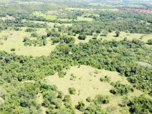 35 ha com nascente e muita madeira de lei