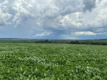 Fazenda aberta para soja em Bandeirantes-MS