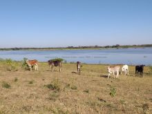 Fazenda no Pantanal - a beira do Rio Paraguai