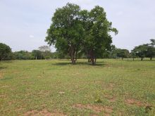 Fazenda modelo 270 ha toda forma boa de água