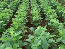 Fazenda 100 hectares já plantando soja