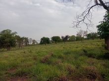 Ótima para pecuária - pasto formado