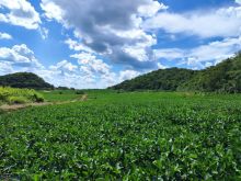 Fazenda com 180 ha