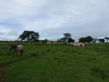 Fazenda 317 ha Camapuã/MS - terra preta de furnas