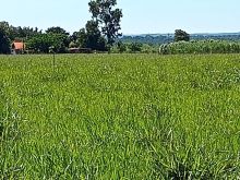 Chácara com 6 hectares