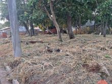 2 terrenos com 14x30m cada