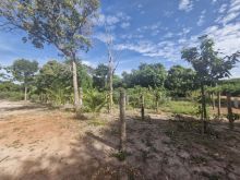 Chácara com muitas árvores frutíferas