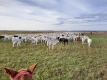 7.000 mil hectares