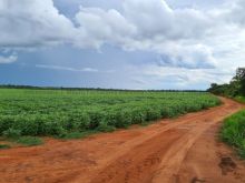 1.000 ha para lavoura - Dois Irmãos do Buriti
