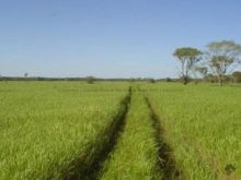 1.785 hectares - com aterro até fazenda