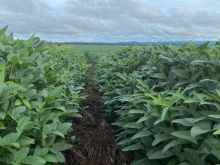 600 ha à 55 km da Capital - só R$ 30 milhões