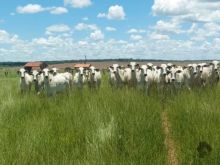 Fazenda 1000 ha com dois acesso BR 163 e 040