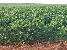 Linda fazenda 603 hectares - Campo Grande/MS - dupla aptidão
