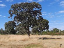 Chácara de 4 hectares