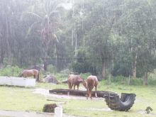 Fazenda em Aquidauana