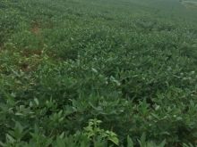 45 hectares plantada de soja