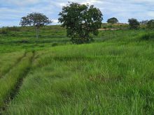 Fazenda com 137 ha em Camapuã