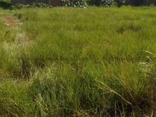 Terreno 12 x 30 m - ótima localização em frente da área verde