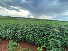 Fazenda 90 hectares margem BR - próximo da capital