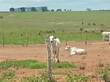 9.475 hectares - duplaaptidão - pecuária