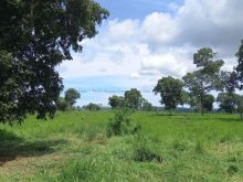 Fazenda de pecuária - 240 hectares