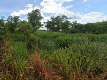 Fazenda dentro do perímetro urbano de Inocência-MS