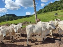 303 ha - rica em água e terra preta - ocasião