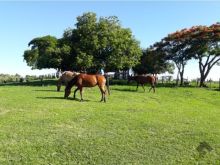Fazenda 180 ha - São Gabriel do Oeste/MS