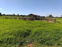 250 hectares - pecuária de terras mistas boas