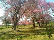 Fazenda Porto Esperança - 4.750 ha