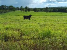 Bela chácara com pés de fruta e campo gado