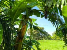 Chácara 7 hectares - 60 km asfalto - aceita imóvel