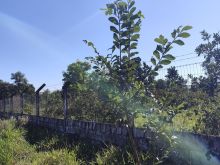 Área de 20 mil m² - Anache