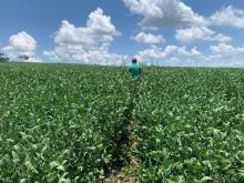 Fazenda dupla aptidão 142 hectares - plantando