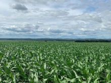 Fazenda de 1.600 hectares - formada para soja