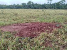 Fazenda 780 ha - 30 km de Campo Grande - permuto