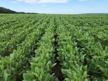 Área  agrícola para arrendamento