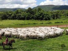 2.429 hectares - pecuária e lavoura com logística