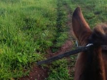 Fazenda Pecuária Anastácio- Miranda - R$ 20 mil por hectare