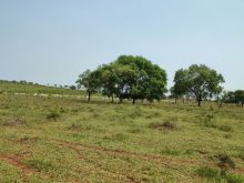 Fazenda 428 hectares - R$ 25 mil por hectare - Rio Verde MS