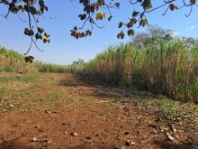 Chácara 16 hectares